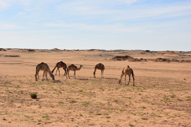 DSC_0551_Bildgröße ändern - Kopie